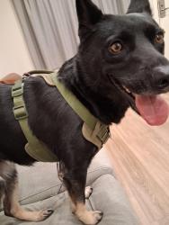 Found/Stray Female Dog last seen Telegraphh in macarthur, Oakland, CA 94609