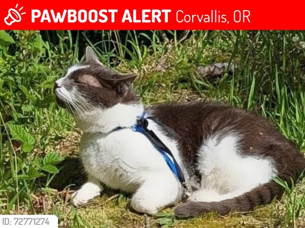 Lost Male Cat last seen Between corvallis and albany, Corvallis, OR 97330