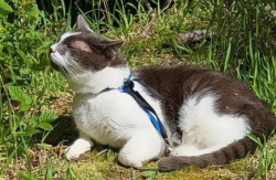 Lost Male Cat last seen Between corvallis and albany, Corvallis, OR 97330