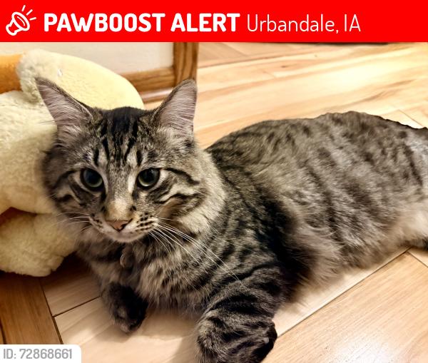Lost Male Cat last seen 76th St and Iltis, Urbandale, IA 50322