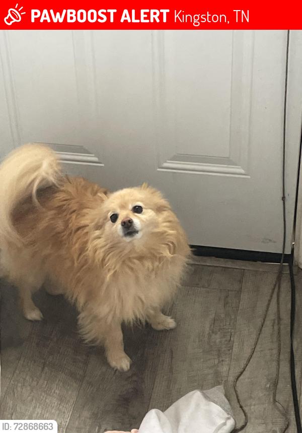 Lost Male Dog last seen Buttermilk Road, just past the bridge for the interstate, Kingston, TN 37763