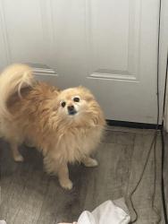 Lost Male Dog last seen Buttermilk Road, just past the bridge for the interstate, Kingston, TN 37763