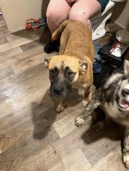 Found/Stray Male Dog last seen Old grandfather road, Currie, NC 28435