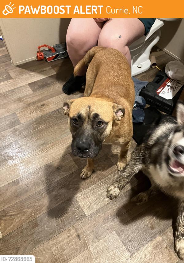 Found/Stray Male Dog last seen Old grandfather road, Currie, NC 28435