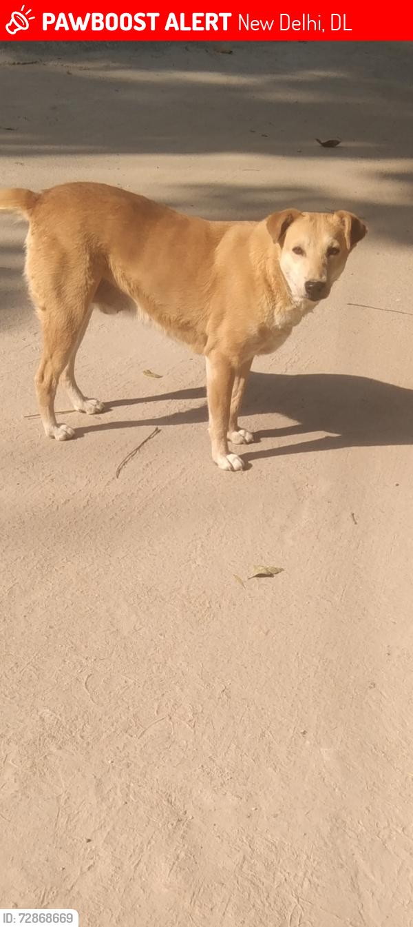 Lost Female Dog last seen Khan Market ,sundar nursery , New Delhi, DL 