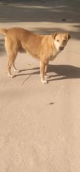 Lost Female Dog last seen Khan Market ,sundar nursery , New Delhi, DL 