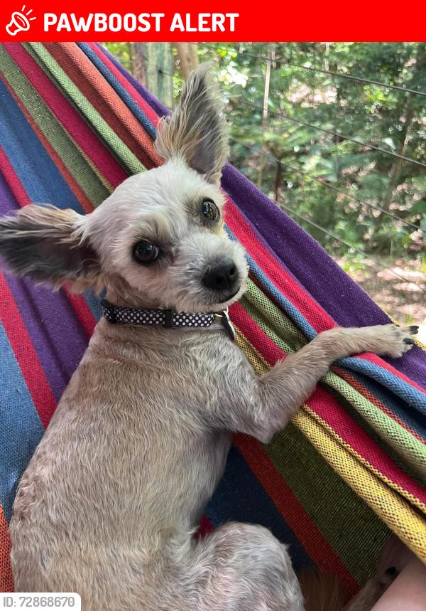 Lost Female Dog last seen Charles Canty Drive Wellington point, Wellington Point, QLD 4160
