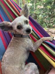 Lost Female Dog last seen Charles Canty Drive Wellington point, Wellington Point, QLD 4160