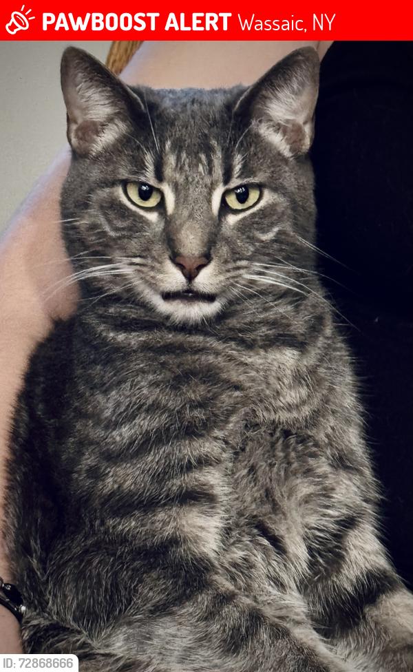 Lost Male Cat last seen Borden Lane/Wassaic Park, Wassaic, NY 12592
