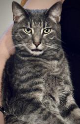 Lost Male Cat last seen Borden Lane/Wassaic Park, Wassaic, NY 12592