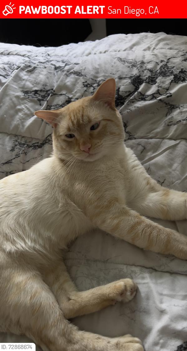 Lost Male Cat last seen del sol blvd, picador , San Diego, CA 92154