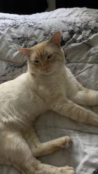 Lost Male Cat last seen del sol blvd, picador , San Diego, CA 92154