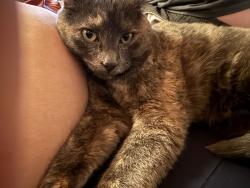 Lost Female Cat last seen Bridge street, Fairview, OR 97024