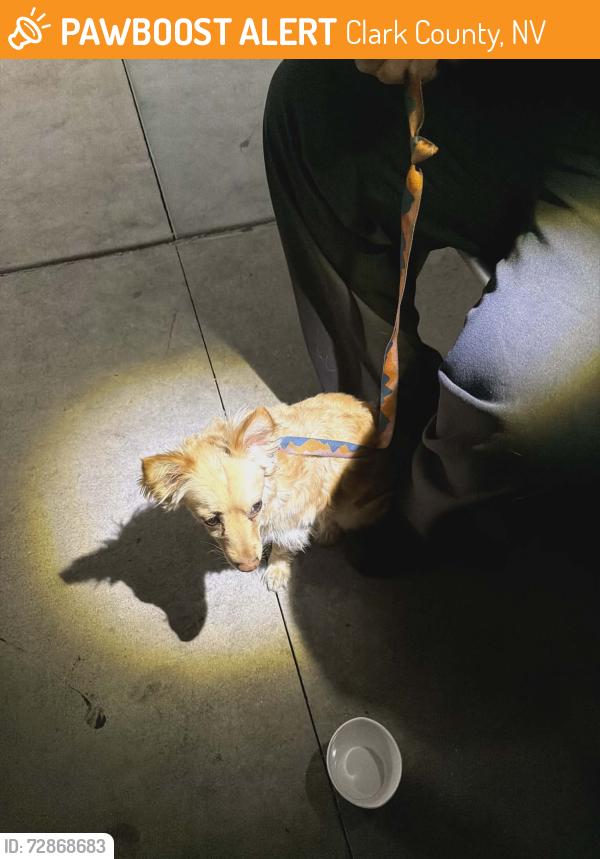 Found/Stray Male Dog last seen sloan and las vegas blvd, Clark County, NV 89044
