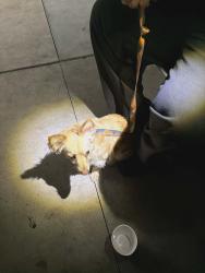 Found/Stray Male Dog last seen sloan and las vegas blvd, Clark County, NV 89044