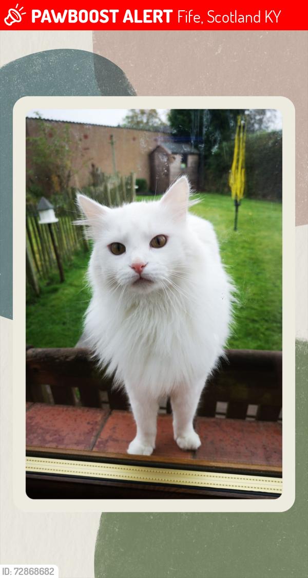 Lost Male Cat last seen Auchmuty Drive, Glenrothes, Fife., Fife, Scotland KY7