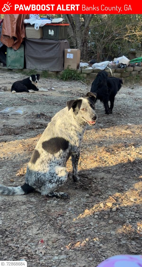 Lost Female Dog last seen Garrison road lula ga , Banks County, GA 30554