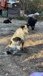 Lost Female Dog last seen Garrison road lula ga , Banks County, GA 30554