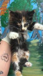 Shelter Stray Female Cat last seen Bexar County, New Braunfels, TX 78130