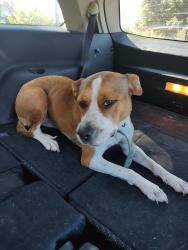 Lost Female Dog last seen Fredericksburg , San Antonio, TX 78201