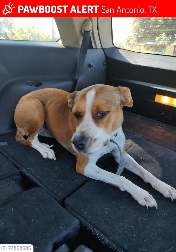 Lost Female Dog last seen Fredericksburg , San Antonio, TX 78201