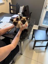 Lost Female Cat last seen Elmtree Avenue, Glenfield, England 