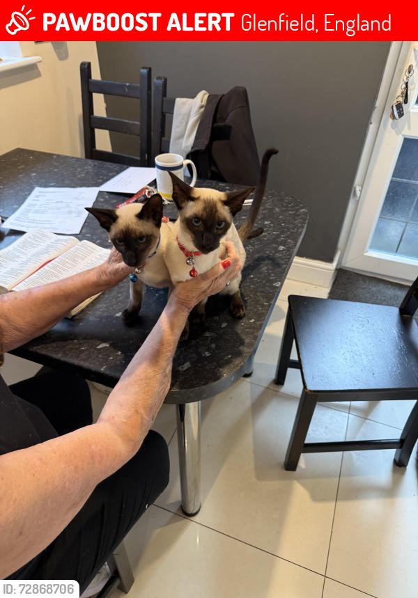 Lost Female Cat last seen Elmtree Avenue, Glenfield, England 