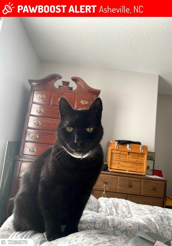 Lost Male Cat last seen Near Campground Road, Asheville, NC 28805