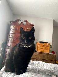 Lost Male Cat last seen Near Campground Road, Asheville, NC 28805