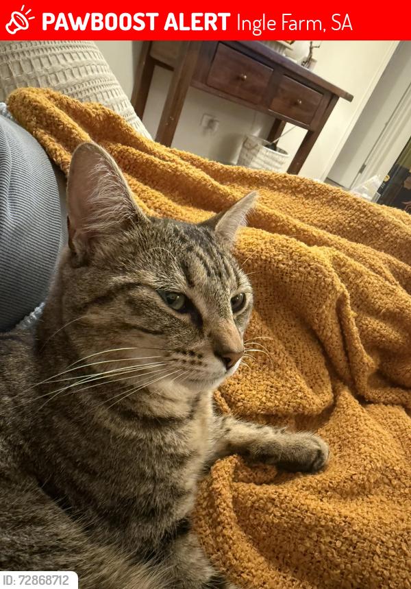 Lost Female Cat last seen Ingle farm, Ingle Farm, SA 5098