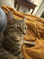 Lost Female Cat last seen Ingle farm, Ingle Farm, SA 5098