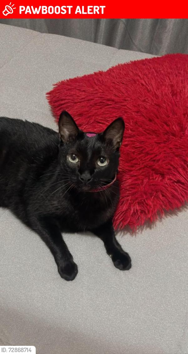 Lost Female Cat last seen Rua Jau, Bela Vista - Guarulhos/SP, Jardim Bela Vista, SP 