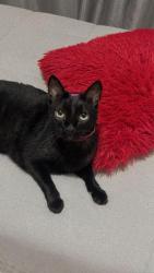 Lost Female Cat last seen Rua Jau, Bela Vista - Guarulhos/SP, Jardim Bela Vista, SP 