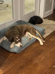Lost Male Dog last seen Pilgrim Trail Molino Fl, Escambia County, FL 32577