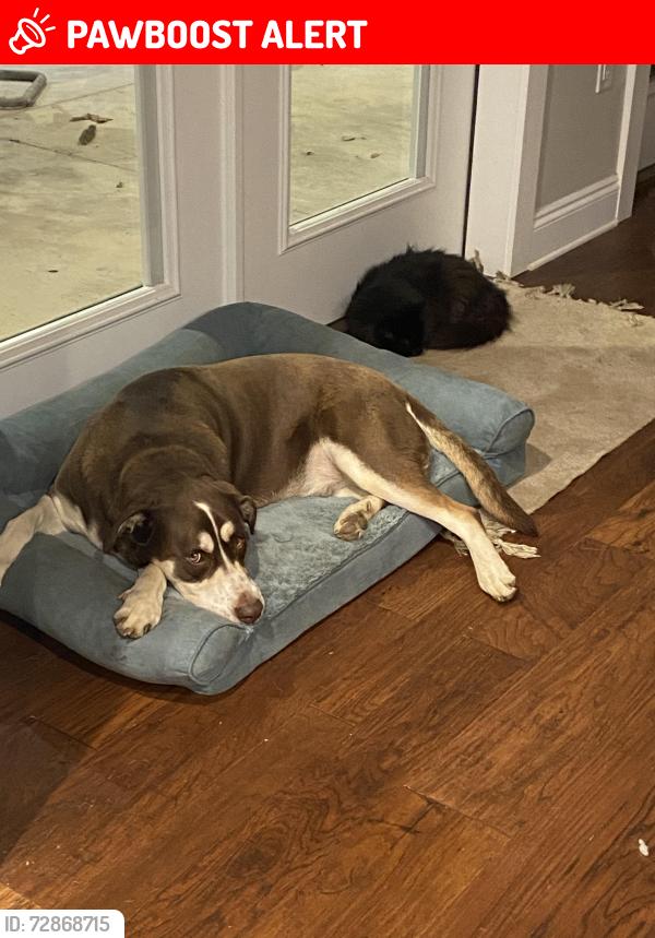 Lost Male Dog last seen Pilgrim Trail Molino Fl, Escambia County, FL 32577