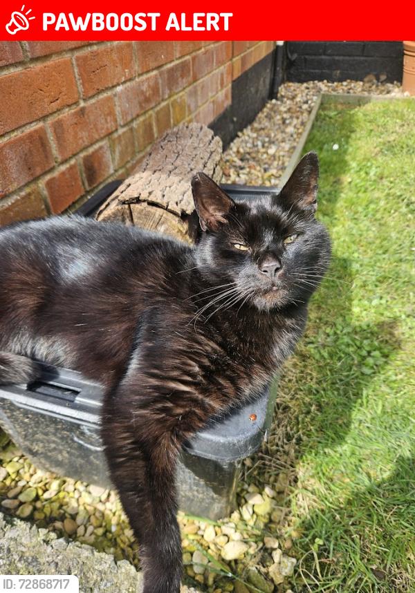 Lost Male Cat last seen Unity Street, Kingswood, England BS15