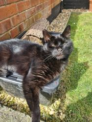 Lost Male Cat last seen Unity Street, Kingswood, England BS15
