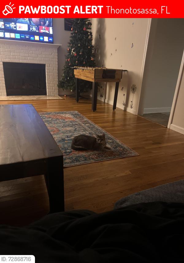 Lost Female Cat last seen East field and Williams rd , Thonotosassa, FL 33592