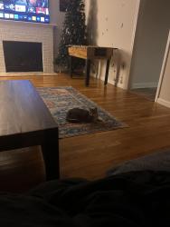 Lost Female Cat last seen East field and Williams rd , Thonotosassa, FL 33592