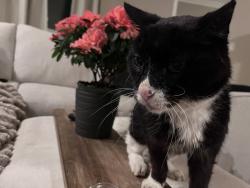 Reunited Male Cat last seen Odell & Jarvis , Chicago, IL 60631