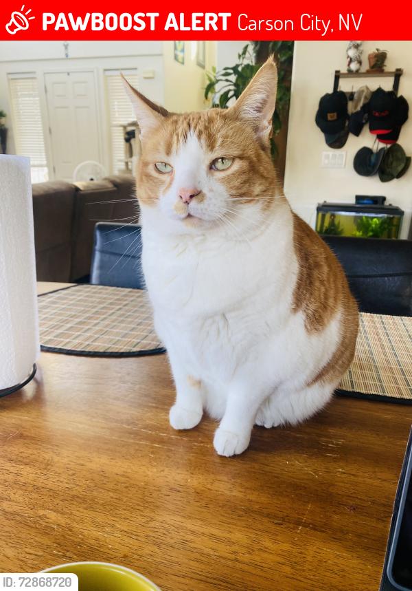 Lost Female Cat last seen Northgate and northridge, Carson City, NV 89706