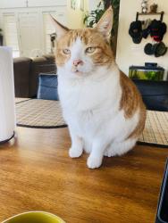 Lost Female Cat last seen Northgate and northridge, Carson City, NV 89706