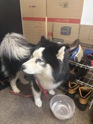 Found/Stray Male Dog last seen Madison Ave , Bridgeport, CT 06606