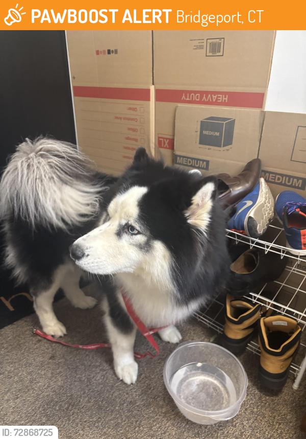 Found/Stray Male Dog last seen Madison Ave , Bridgeport, CT 06606
