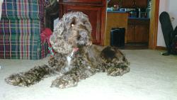 Found/Stray Female Dog last seen Cottle Strawberry Farm , Hopkins, SC 29061