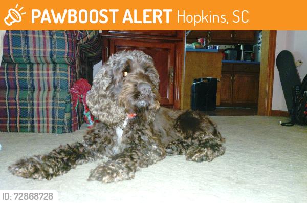 Found/Stray Female Dog last seen Cottle Strawberry Farm , Hopkins, SC 29061