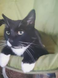 Lost Female Cat last seen Destiny hosp , Glendale, AZ 85301