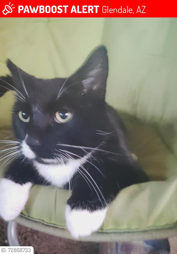 Lost Female Cat last seen Destiny hosp , Glendale, AZ 85301