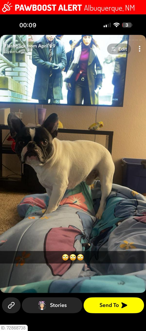 Lost Male Dog last seen Unser and Dennis chavez, Albuquerque, NM 87121