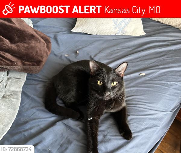 Lost Female Cat last seen Warwick, Kansas City, MO 64111